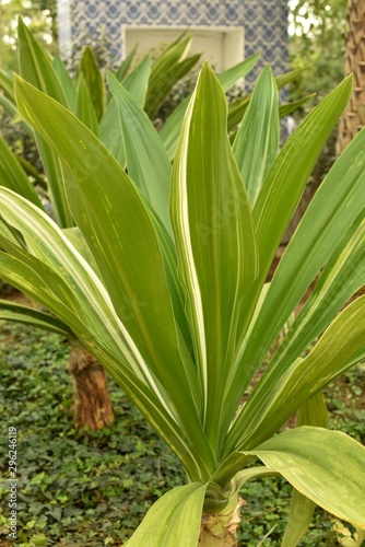 Crinum asiaticum in a garden. Striped leaves.