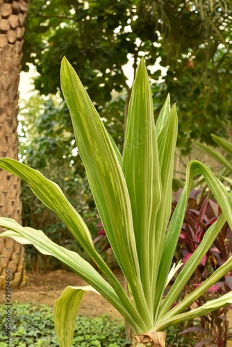 Crinum asiaticum in a garden. Striped leaves.