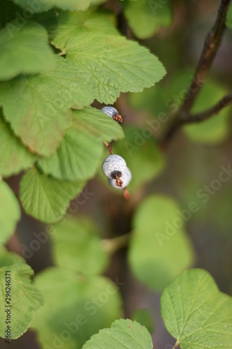Frucht einer Blutjohannisbeere (Ribes sanguineum) photo