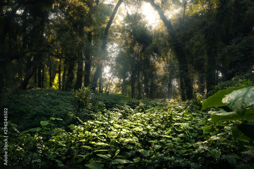 Fototapeta premium Moist green forest is abundant.