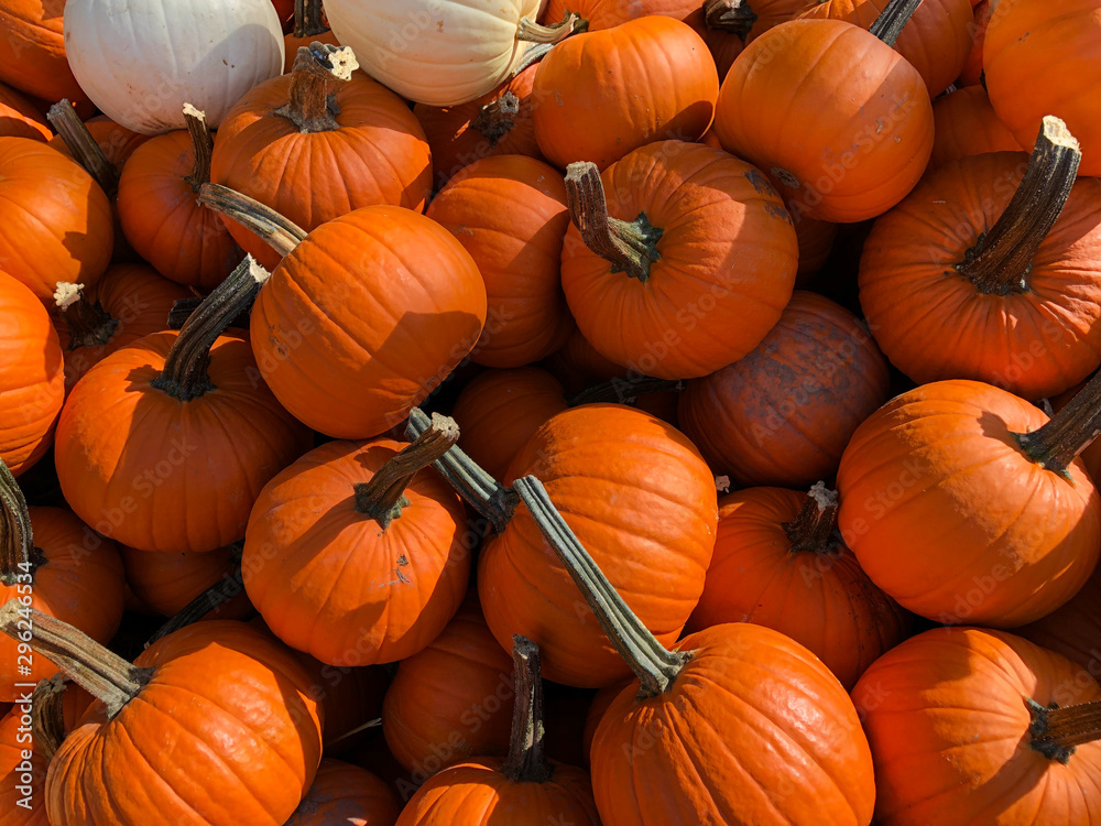 Group of pumpkins at outdoor farmers market, pumpkin harvest, pumpkin background. Halloween costume, Halloween decoration.