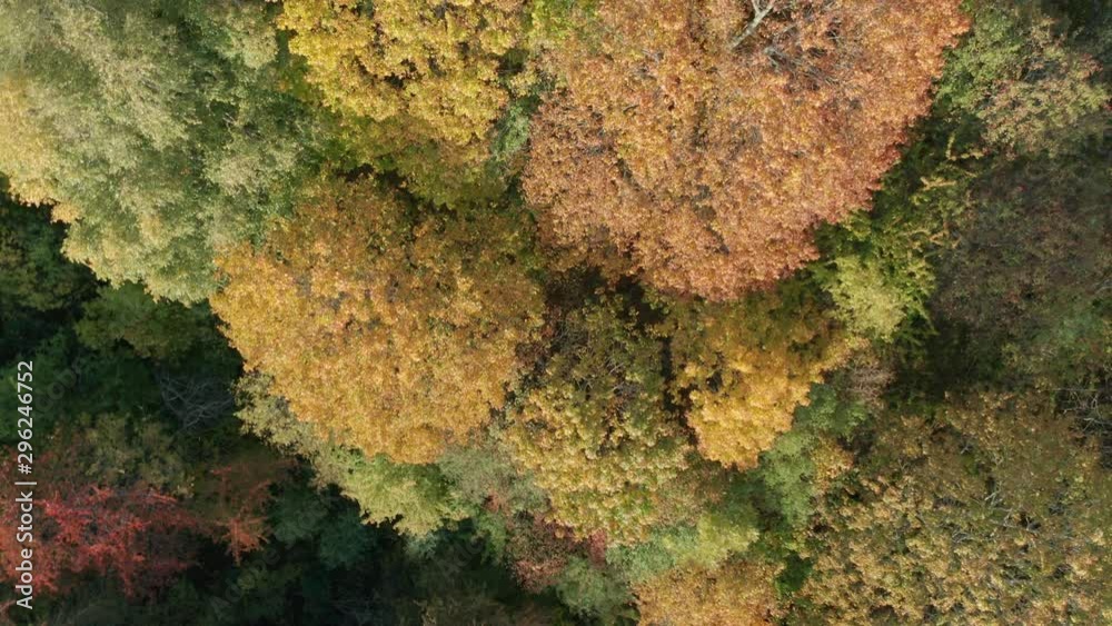 Aerial view of multicolored autumn trees. Fall season. Aerial view of multicolored autumn trees. Fall season.