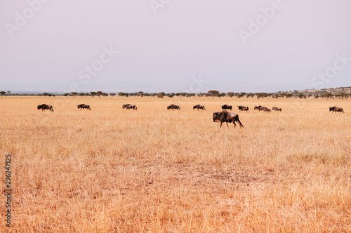 Herd of African wildebeest in grass meadow of Serengeti Savanna - African Tanzania Safari trip © PixHound