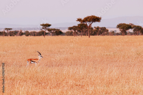 One African Gazalle in grass meadow of Serengeti Savanna - African Tanzania Safari trip