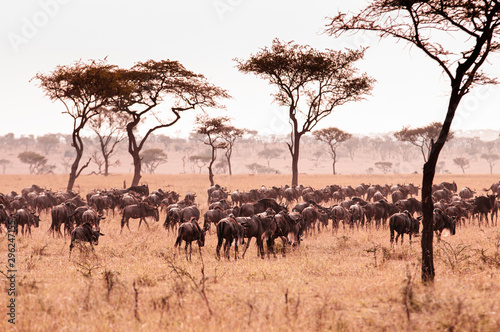 Herd of African wildebeest in grass meadow of Serengeti Savanna - African Tanzania Safari trip