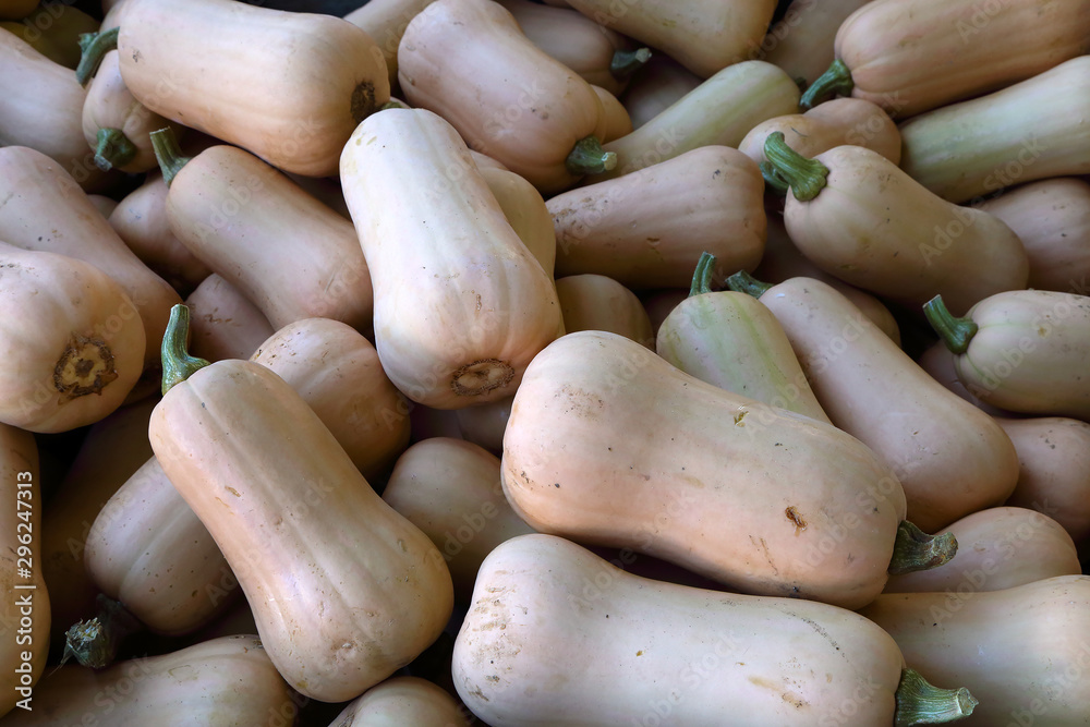 Organic, fresh farm grown pumpkin. Ecologic natural vegetable background. Organic, fresh farm grown pumpkin. Ecologic natural vegetable background.