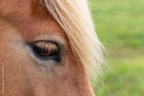 Icelandic horse, golden in colour, closeup of eye and mane