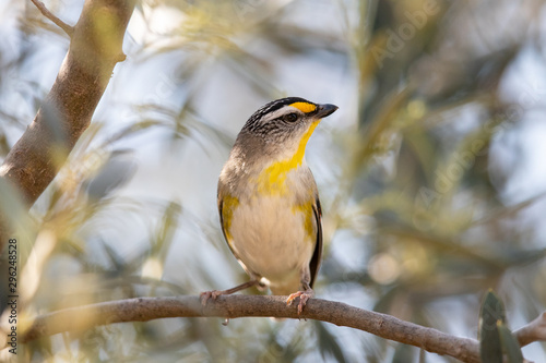 Striated Pardalote in Australia photo