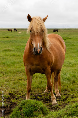 Icelandic horse standing in green field