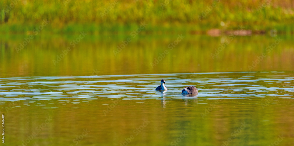 A pair of ducks are swimming in a summer pond. A pair of ducks are swimming in a summer pond.