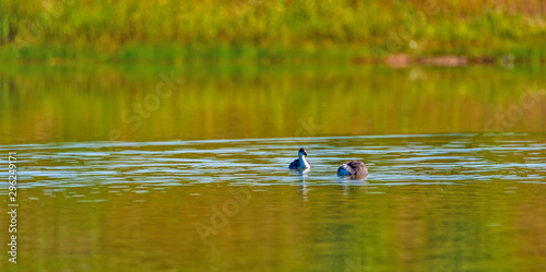 A pair of ducks are swimming in a summer pond.