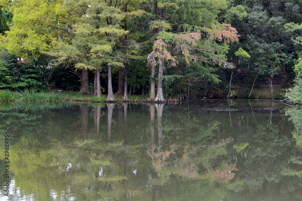 色づき始めたラクウショウのリフレクションが、池の水面に綺麗に映っている風景