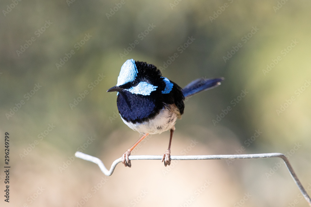 Naklejka premium Male Superb Fairywren in Australia