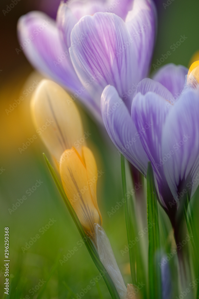 Krokus Krokus