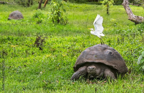 Animals. Galapagos Giant Tortoise with egret bird, on Santa Cruz Island in Galapagos Islands. Animals, nature and wildlife close up of tortoise in the highlands of Galapagos, Ecuador, South America. photo