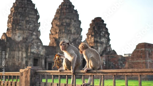 Monkeys that live in the Phra Prang Sam Yot Famous tourist, Landmark attractions in Lop Buri province Thailand. Slow motion