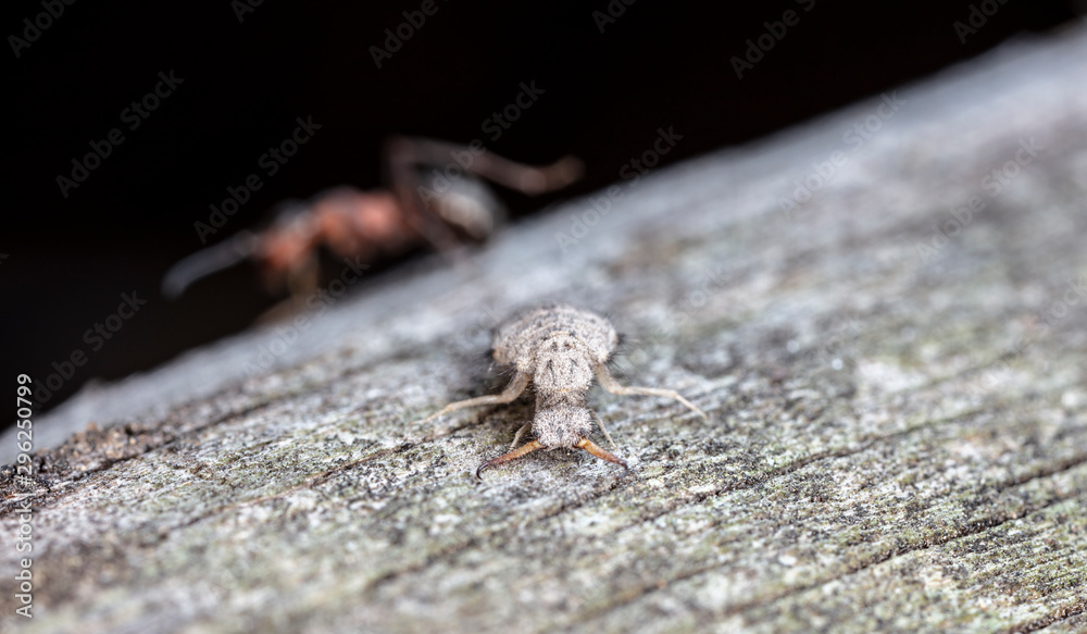 Obraz premium large ant lion, live insect