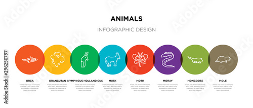 8 colorful animals outline icons set such as mole, mongoose, moray, moth, musk, nymphicus hollandicus, orangutan, orca