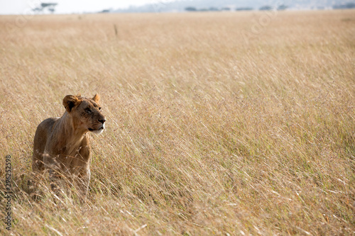 A lion on the lookout - Tanzania Africa. 