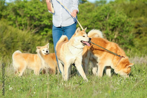Young woman walking her adorable Akita Inu dogs in park