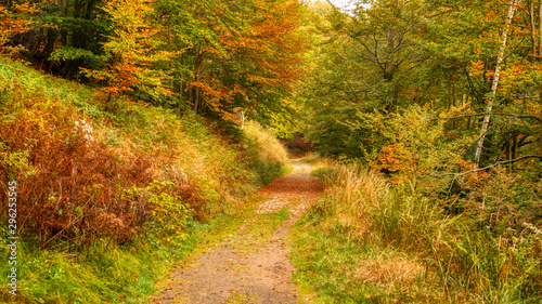 beautiful autumn in the forest photo