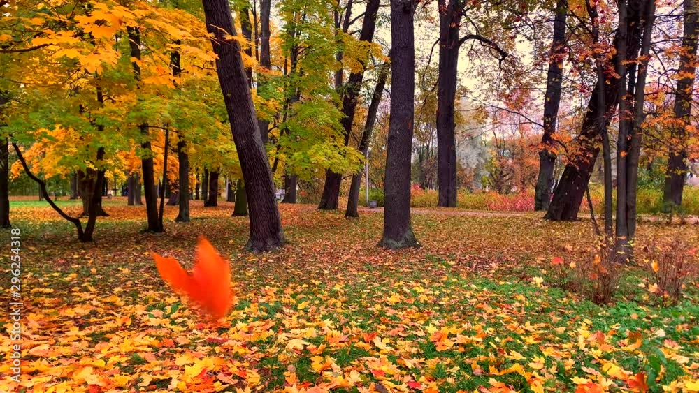 Yellow autumn leaves fall down on a sunny day in a beautiful park. Leaf fall. Natural concept. Autumn in the city.