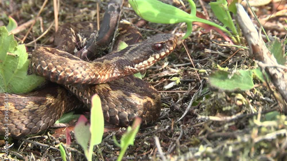European adder Vipera berus on forest floor European adder Vipera berus on forest floor