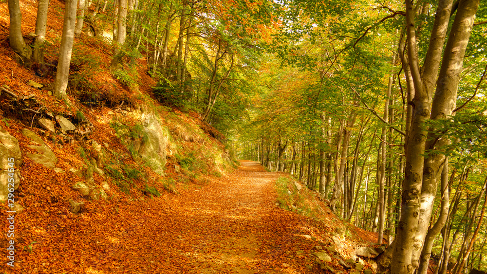 Obraz premium path in the forest, autumn season