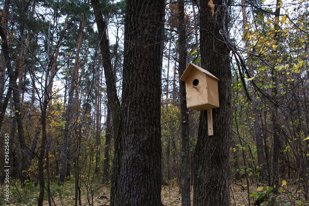 autumn, forest, autumn forest, forest, leaves, birdhouse, birds, Golden autumn, autumn in the forest autumn, forest, autumn forest, forest, leaves, birdhouse, birds, Golden autumn, autumn in the forest