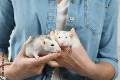 Young woman holding cute small rats, closeup