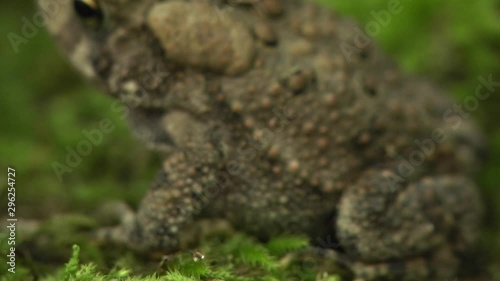 American toad on moss photo