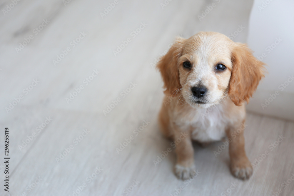 Cute English Cocker Spaniel puppy sitting on floor indoors. Space for text