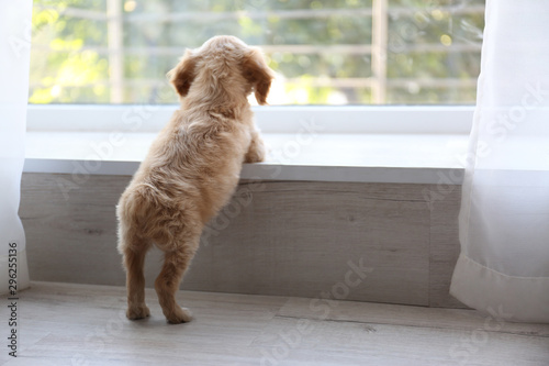 Cute English Cocker Spaniel puppy near window indoors. Space for text
