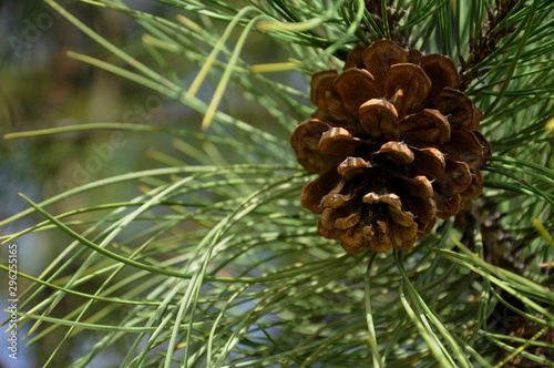 Pine Cone