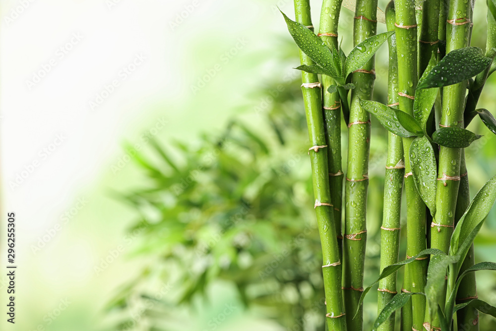 Green bamboo stems on blurred background. Space for text - obrazy, fototapety, plakaty 