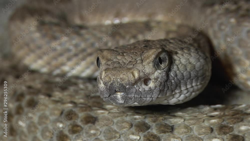 Crotalus stephensi rattlesnake close up Crotalus stephensi rattlesnake close up