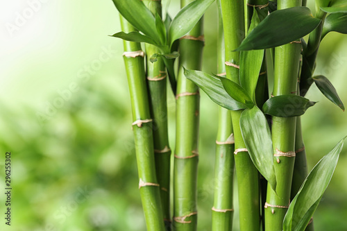 Valokuva Beautiful green bamboo stems on blurred background