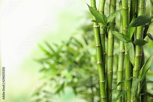 Slika na platnu Green bamboo stems on blurred background. Space for text