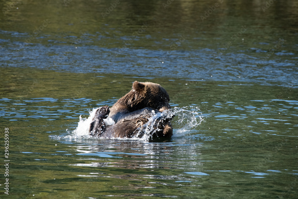 Fototapeta premium Bear in the water