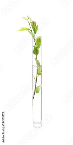 Green plant in test tube on white background