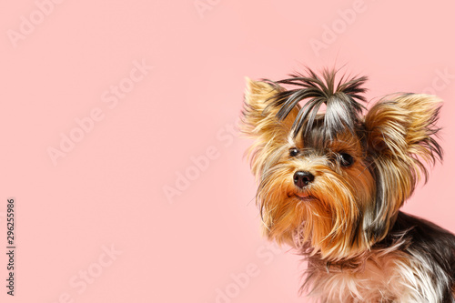 Photography Adorable Yorkshire terrier on pink background, space for text