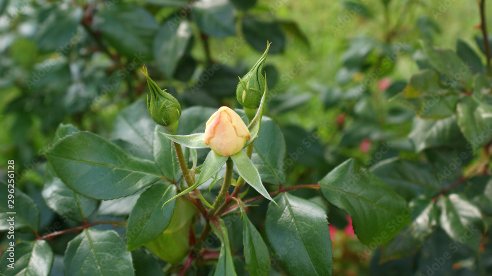 a bud on the stem of a blooming, soft yellow or white flower of a wild bush rose against a background of green grass and leaves on a sunny sunny hot day