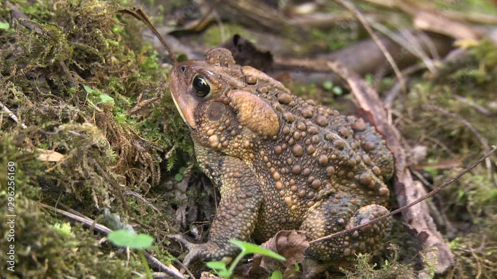 Large American Toad in forest undergrowth Large American Toad in forest undergrowth