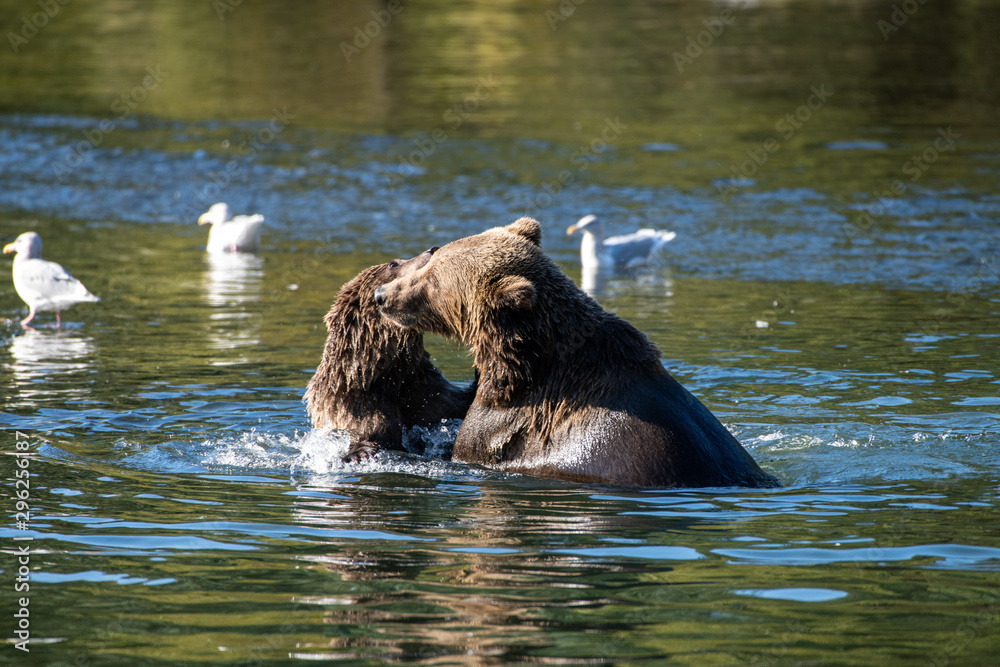 Fototapeta premium Kodiak Brown Bears salmon in the Buskin River