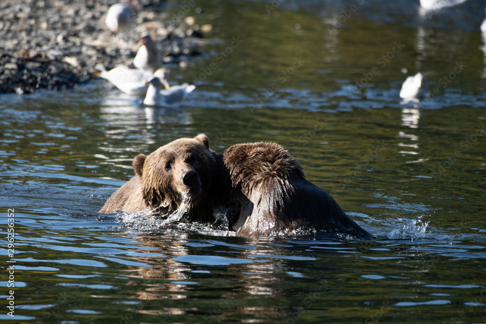 Kodiak Brown Bears salmon in the Buskin River Kodiak Brown Bears salmon in the Buskin River