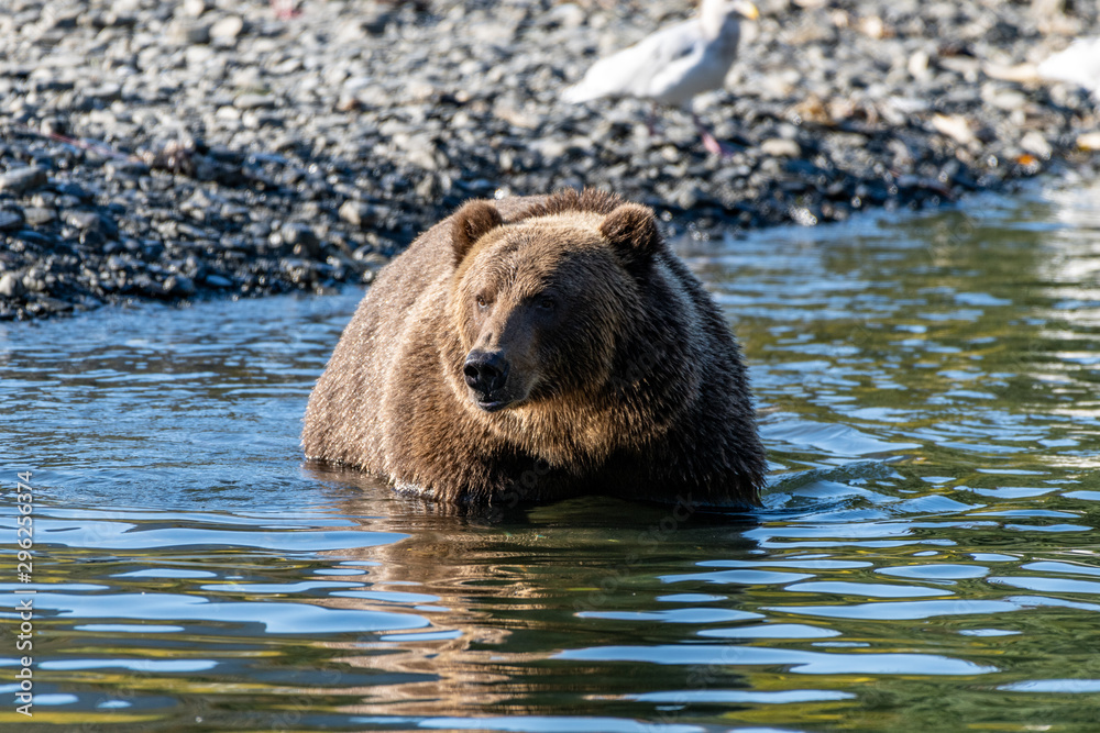 Kodiak Brown Bears salmon in the Buskin River Kodiak Brown Bears salmon in the Buskin River