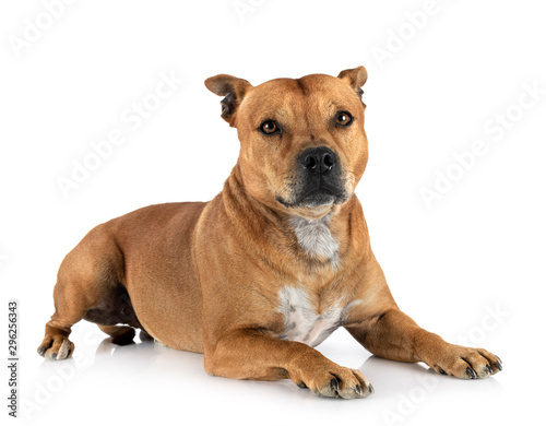 staffordshire bull terrier