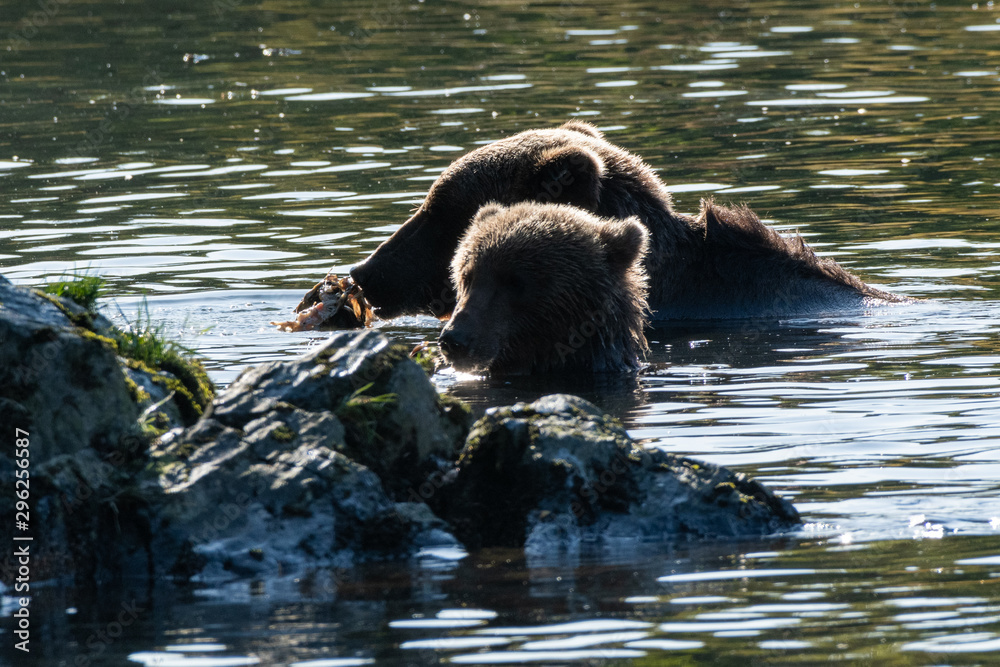 Kodiak Brown Bears salmon in the Buskin River Kodiak Brown Bears salmon in the Buskin River