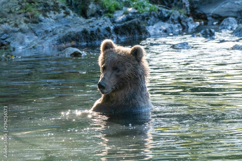 Kodiak Brown Bears salmon in the Buskin River