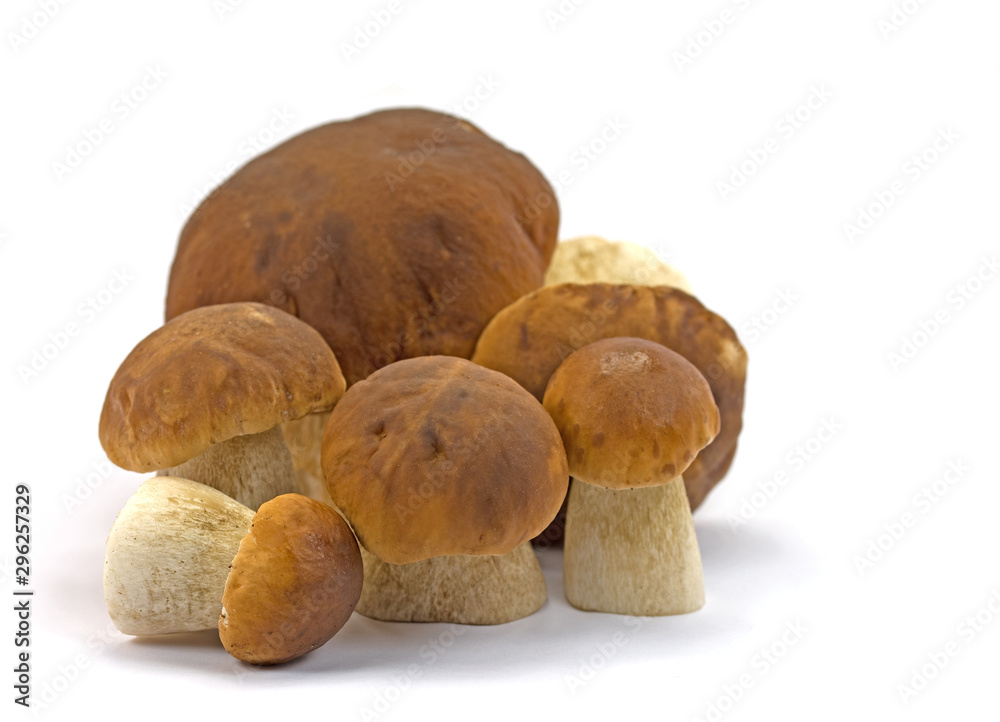 Steinpilze, Boletus edulis, vor weißem Hintergrund Steinpilze, Boletus edulis, vor weißem Hintergrund